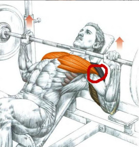 Incline-press-pec-tendon