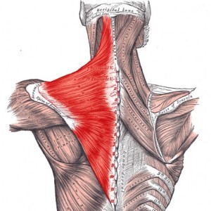 trapezius