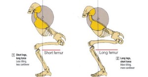 dřep a femur